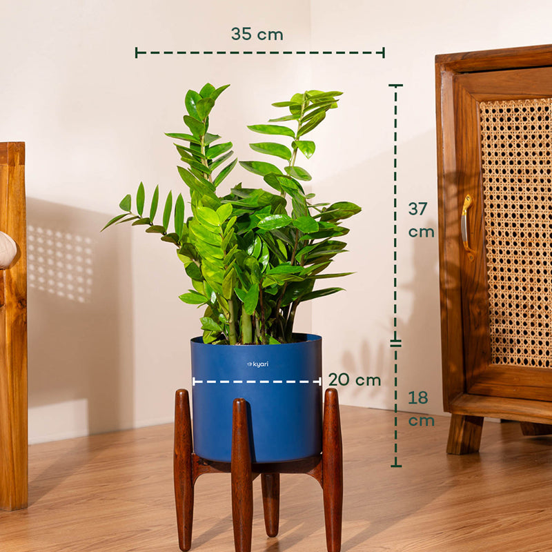 Kyari Green ZZ Plant With Metal Self Watering Pot (Blue) - 2 Feet media 5