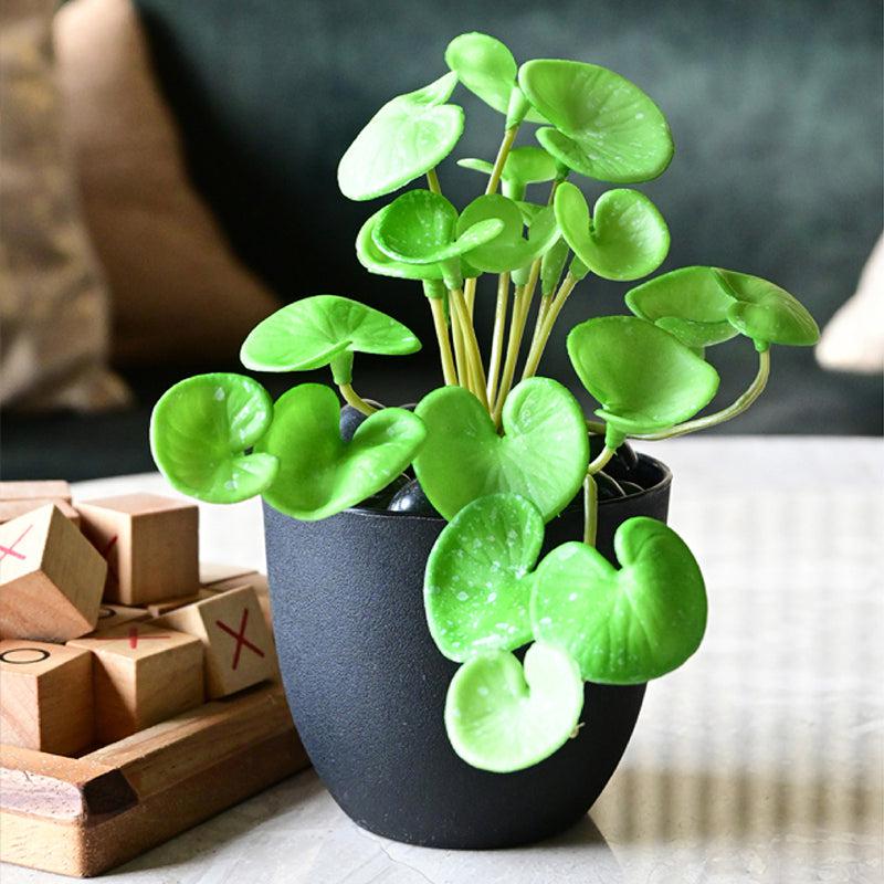 Pennelle Artificial Leaf Pennywort With Black Plastic Pot (Light Green) - 13 cm media 3