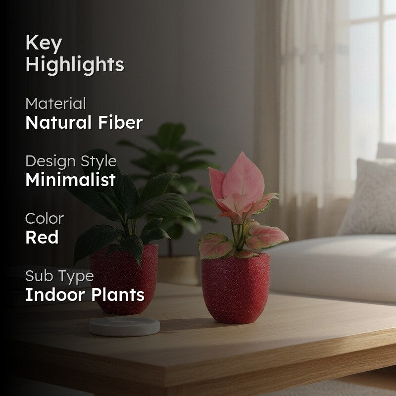 Greenkin Aglaonema & Lily Live Plants (Red) - Set Of Two media 2