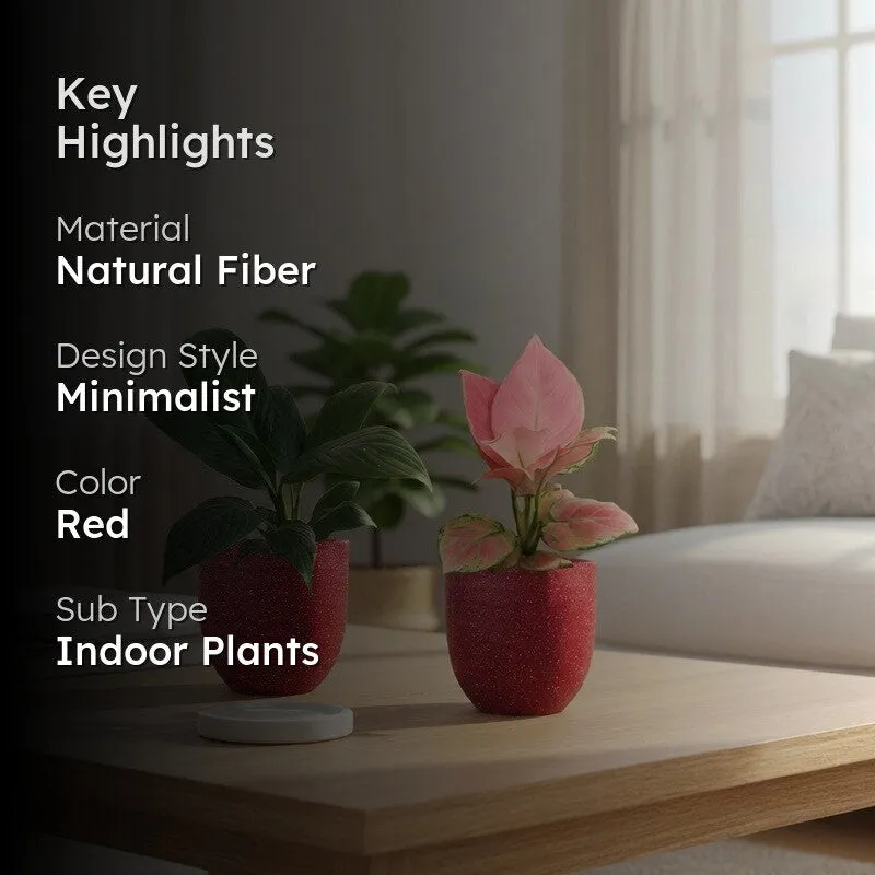 Greenkin Aglaonema & Lily Live Plants (Red) - Set Of Two media 2