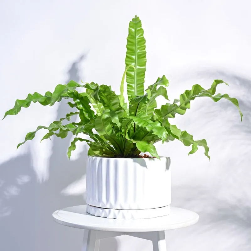 Ugaoo Fleeting Bliss White Ceramic Pot media 3