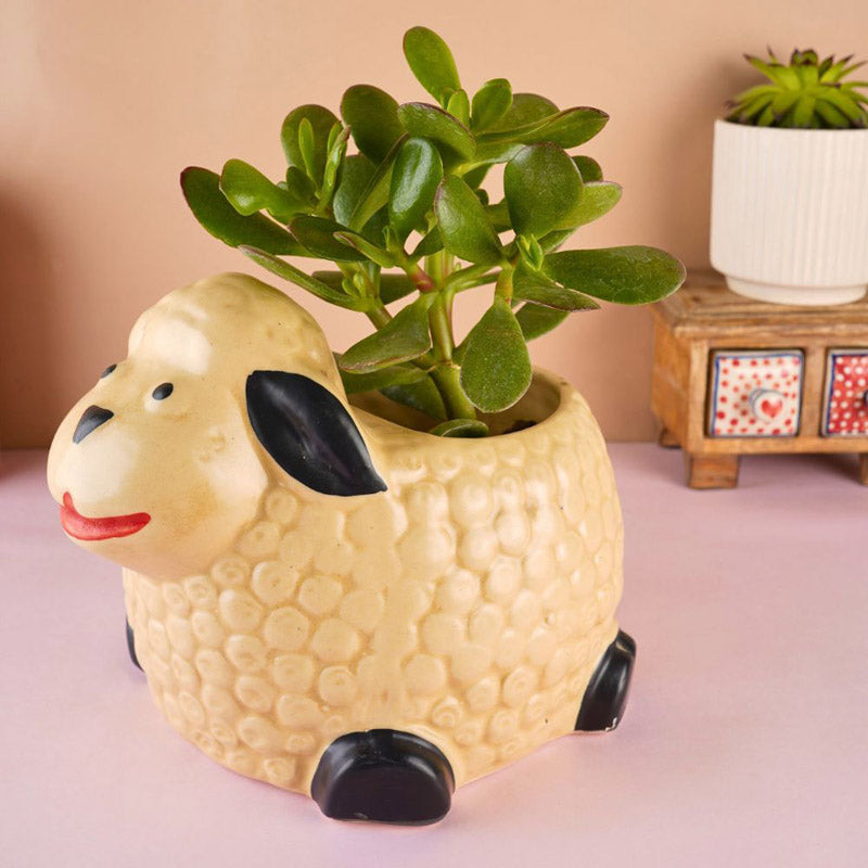 Happy Shhep Planter media 4