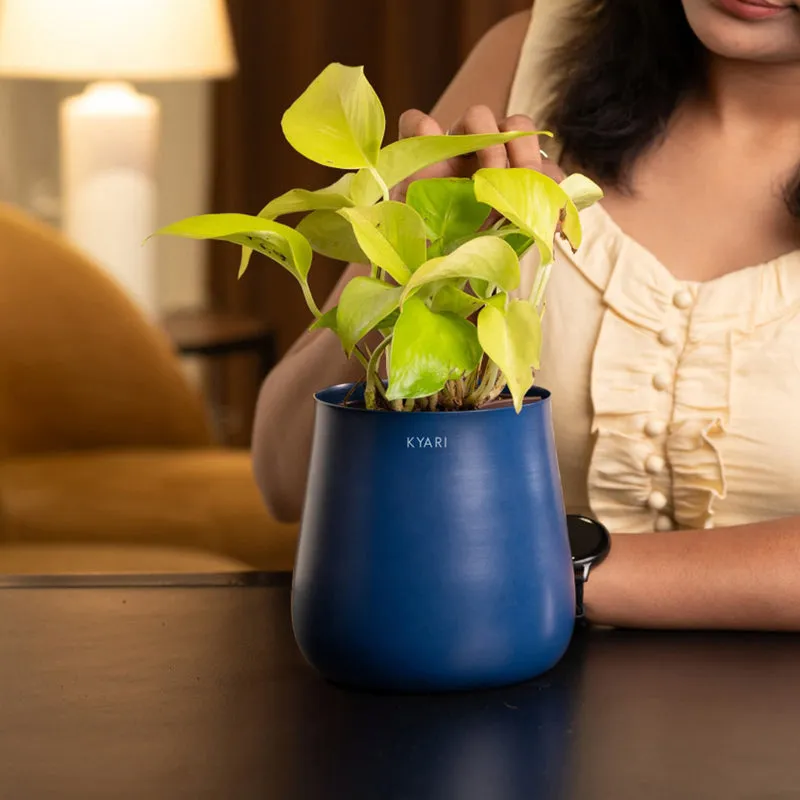 Kyari Golden Pothos Plant With Metal Self Watering Pot - Blue media 4