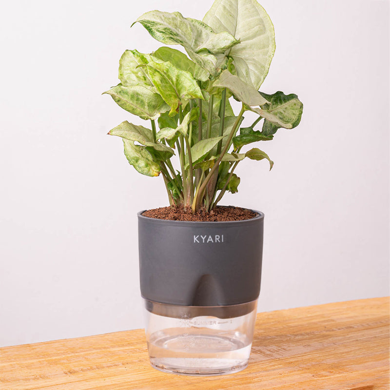 Kyari Syngonium Pixie Plant With Self Watering Pot (Grey) - 18 cm media 6