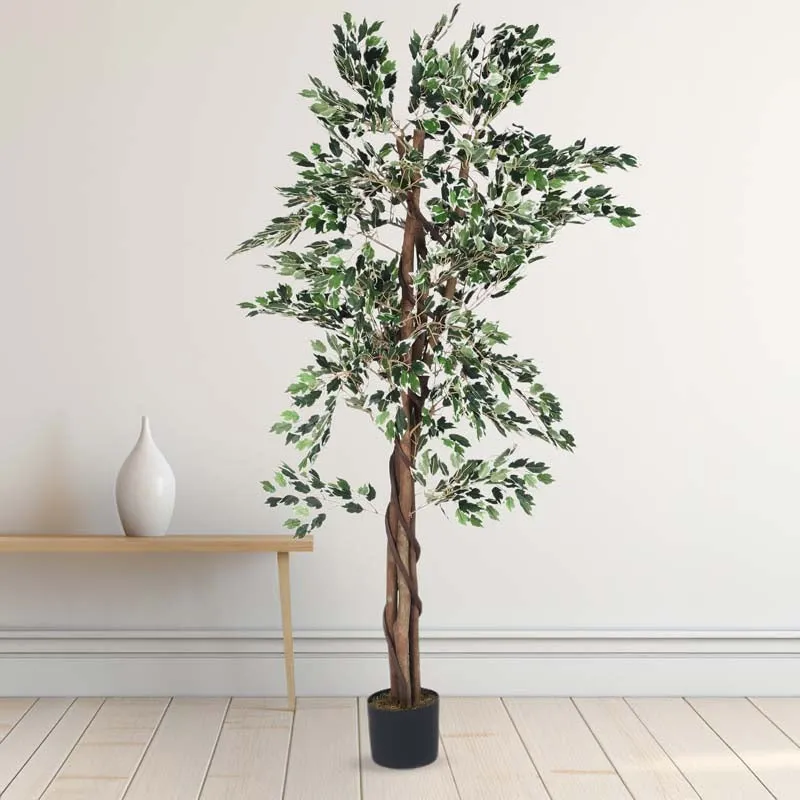Verdiva Lush Variegated Ficus Plant With Black Fiber Pot - 5.9 Feet media 3
