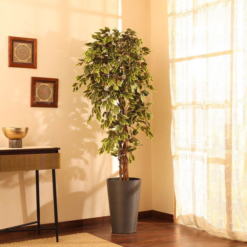 Artificial Variegated Ficus Plant With Black Plastic Pot - 6 ft