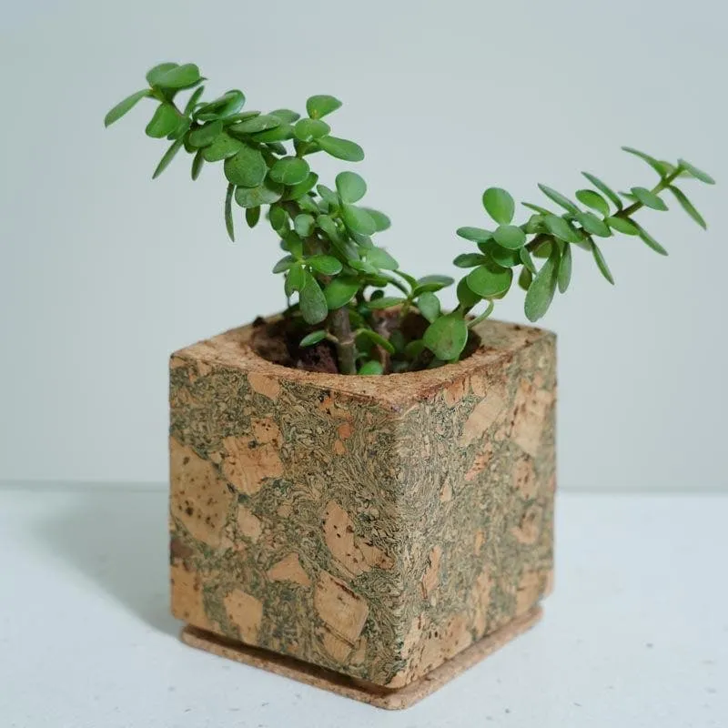 Corky Serenity Planter media 3