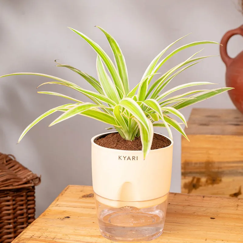 Kyari Spider Plant With Self Watering Pot (Cream) - 18 cm media 4