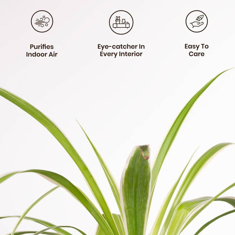 Kyari Spider Plant With Self Watering Pot (Red) - 18 cm media 4