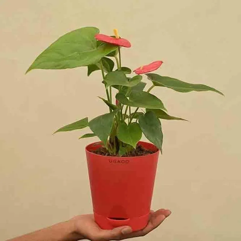 Ugaoo Anthurium Red Plant - Medium media 1