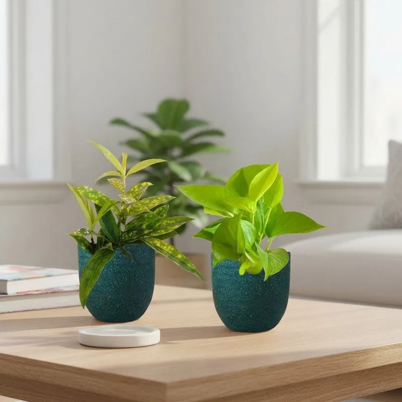Greenkin Bamboo & Golden Pothos Live Plants (Green) - Set Of Two media 1