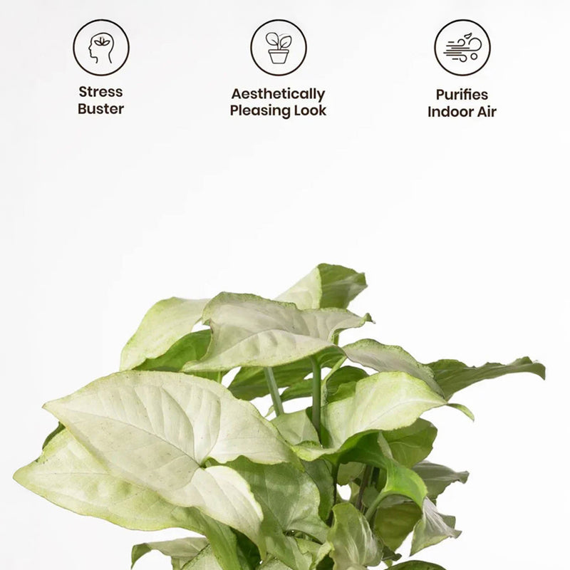 Kyari Syngonium Pixie Plant With Self Watering Pot (Grey) - 18 cm media 4