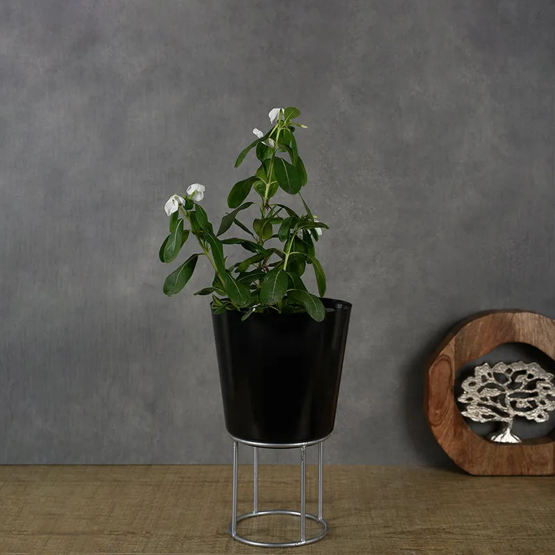 Florinox Iron Planter media 2