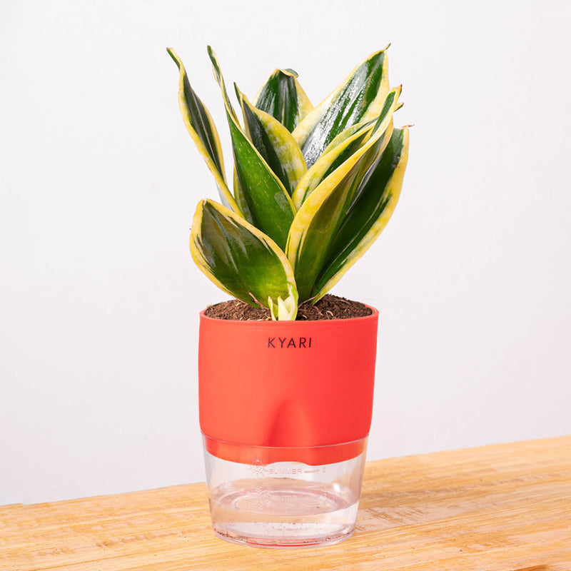 Kyari Golden Hahnii Snake Plant With Self Watering Pot (Red) - 18 cm media 6