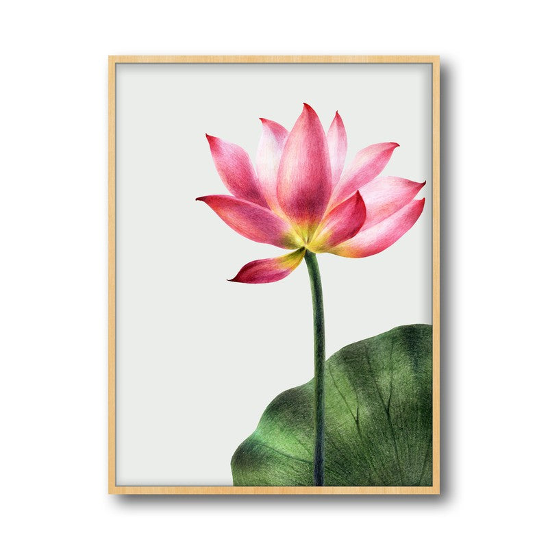 Painted Lotus Archival Paper Wall Art  - Natural Brown Frame media 6