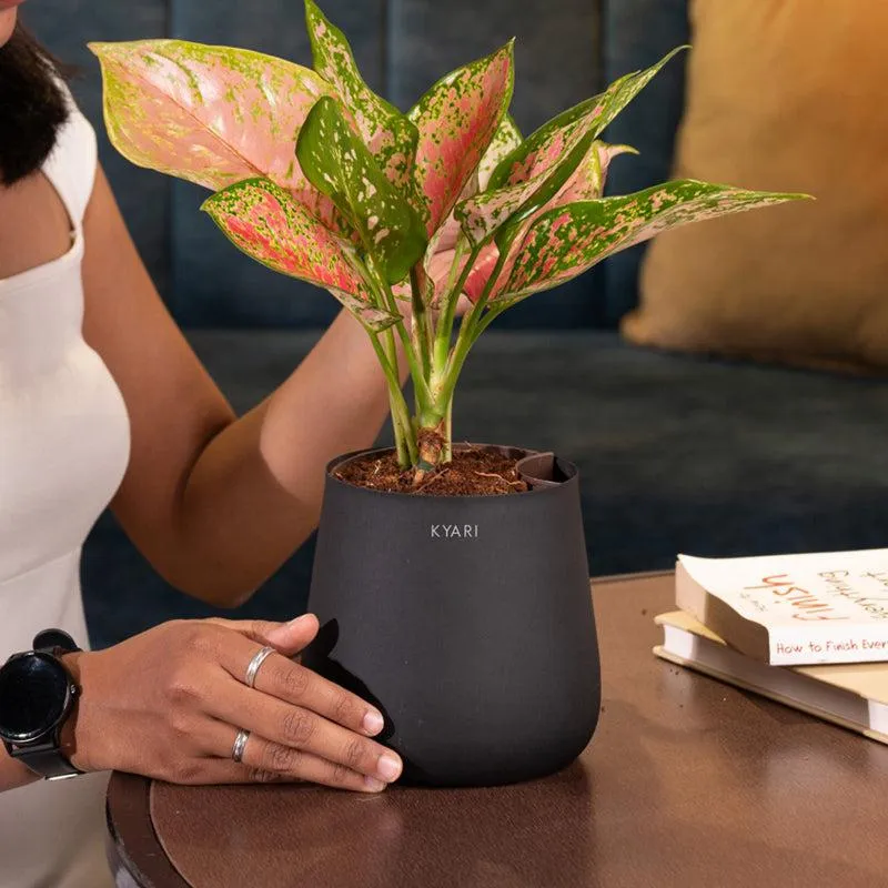 Kyari Aglaonema Pink Valentine Plant With Metal Self Watering Pot - Blue media 4