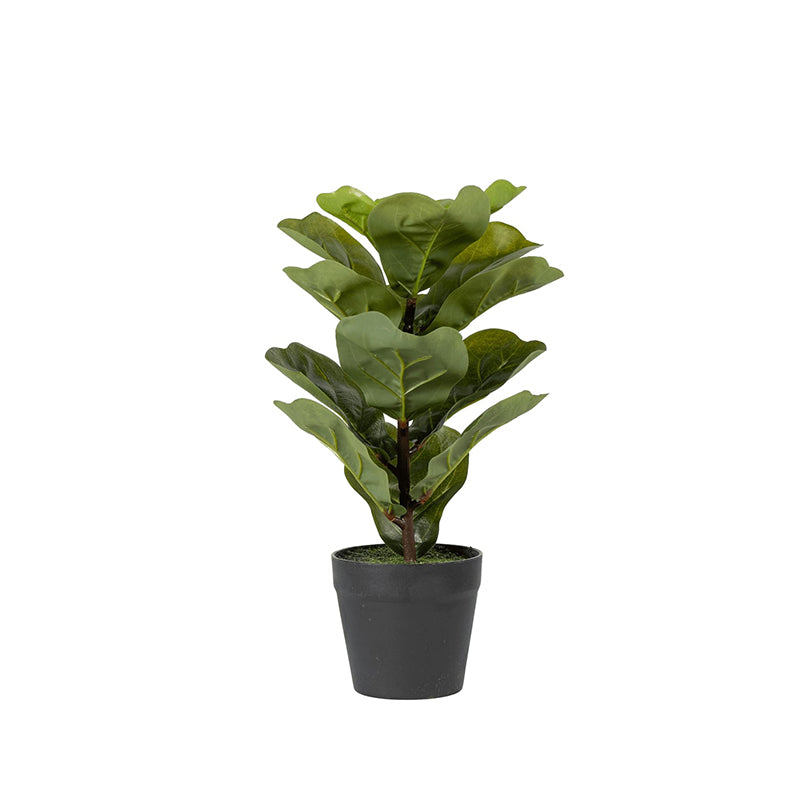 Fidelia Artificial Fiddle Fig Plant - 1 Feet media 8