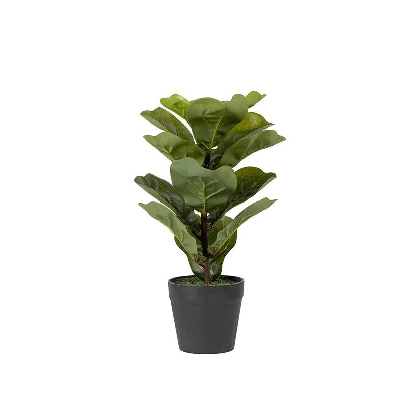 Fidelia Artificial Fiddle Fig Plant - 1 Feet media 8