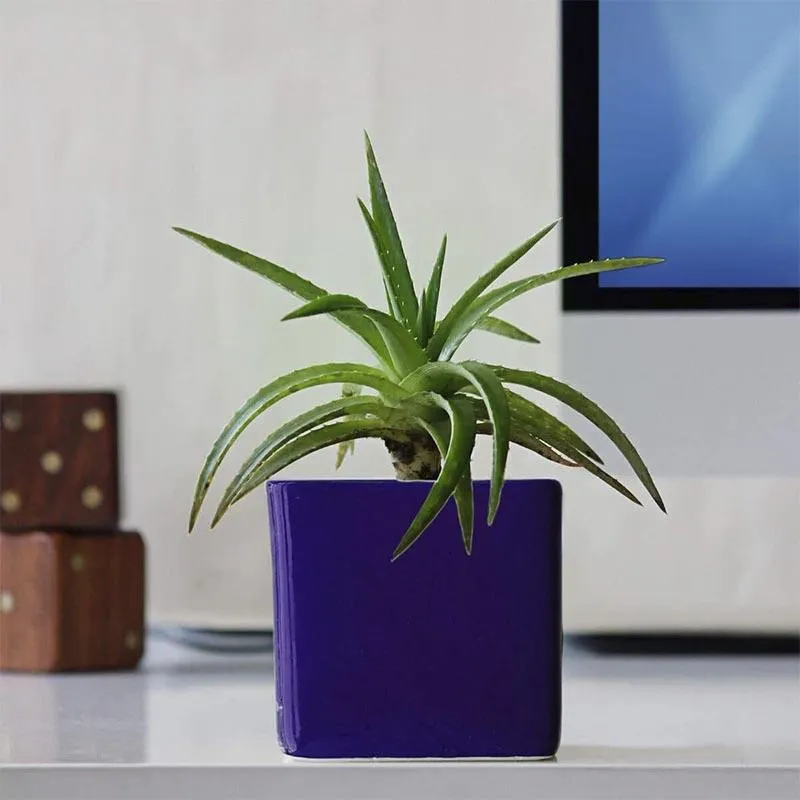 Ugaoo Blue Ceramic Pot media 3