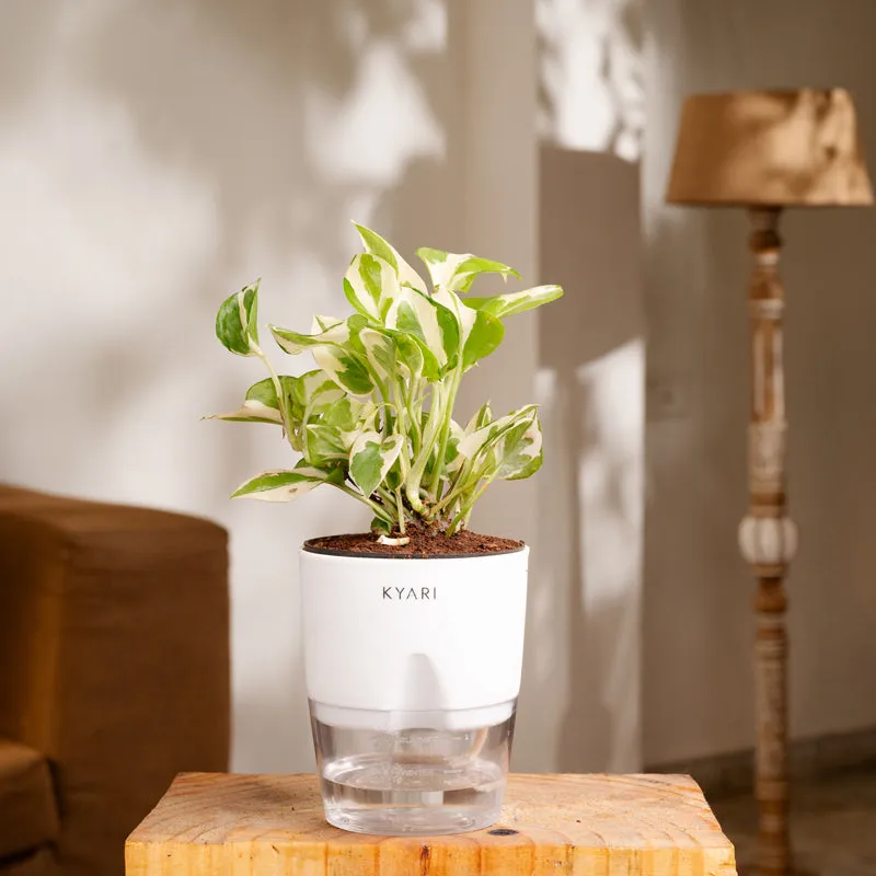 Kyari Money Plant With Self Watering Pot - White media 1
