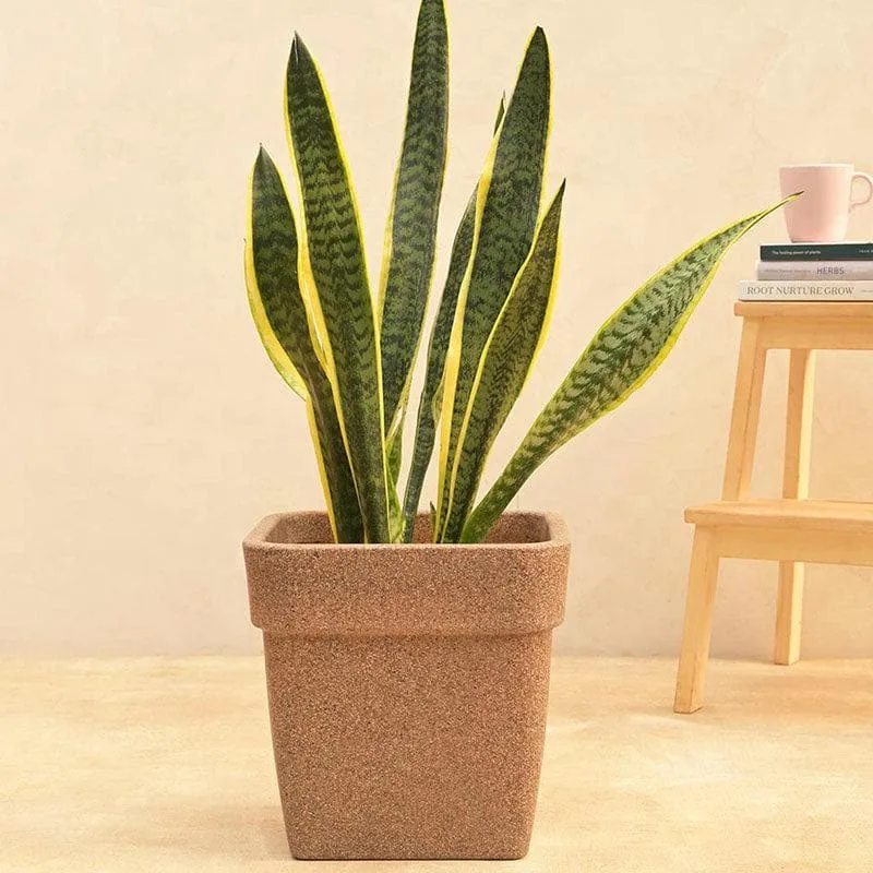 Ugaoo Barca Square Small Planter - Sand media 3
