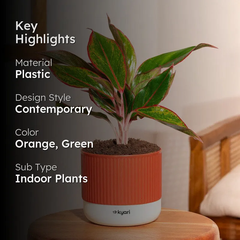 Kyari Agalonema Lipstick Plant with Self Watering Pot - Orange media 2