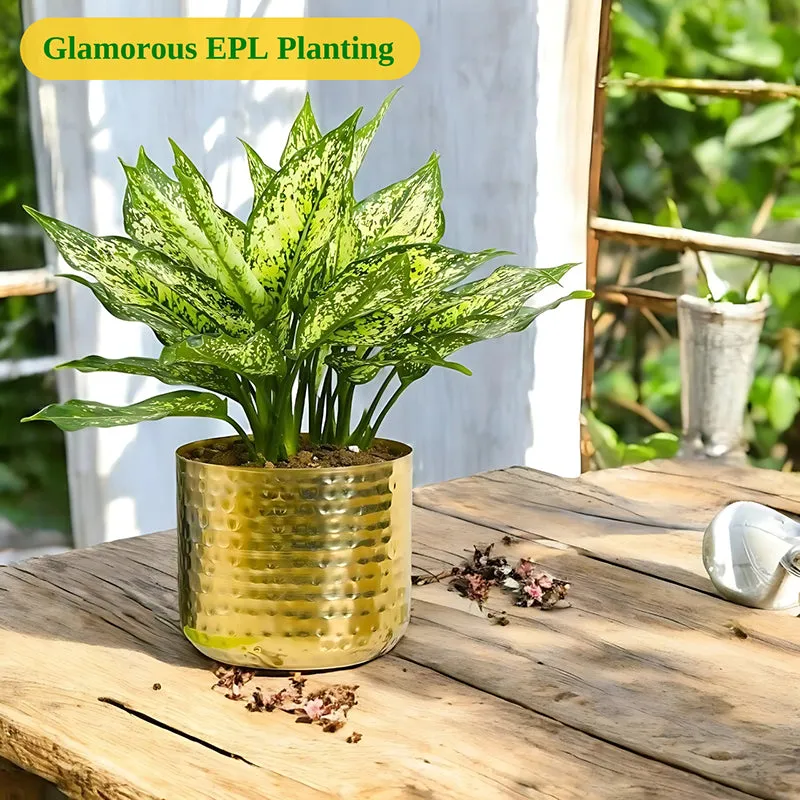 Anvil Bloom Hammered Metal Planter - Set Of Two media 7