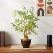 Bonsai category