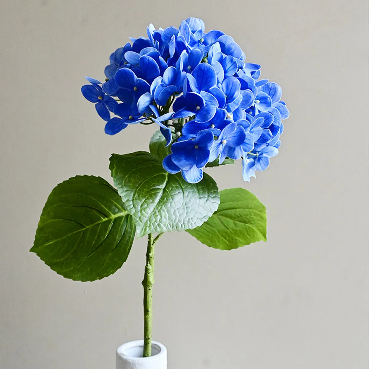 Blue hydrangea flower head and green leaves shown from the front