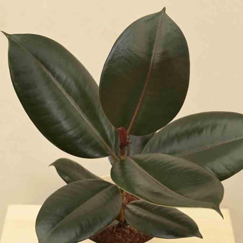 Ugaoo Rubber Plant - Medium media 3