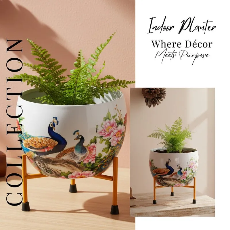 Peacock Pride Pots & Planters media 6