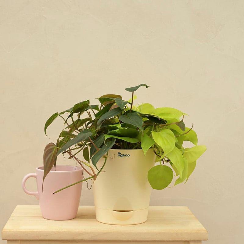 Live Plants