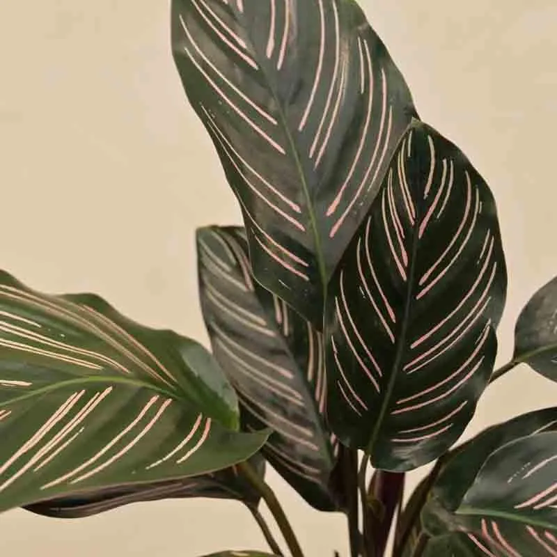 Ugaoo Calathea Sanderiana Plant media 3