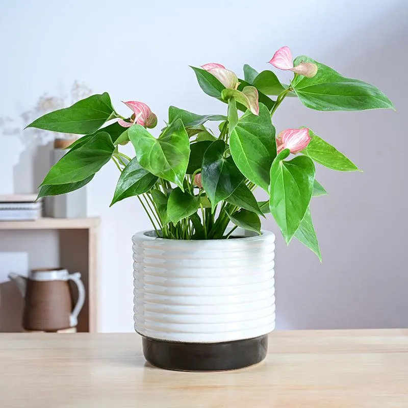 Ugaoo Fern Friend Ceramic Planter - Black media 2