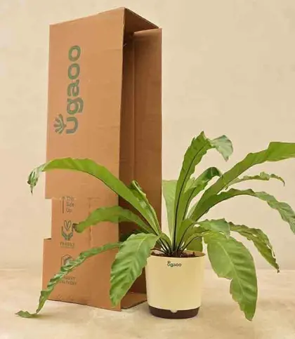 Live Plants