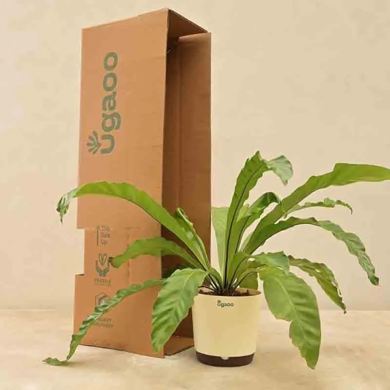 Ugaoo Bird's Nest Fern Plant media 1