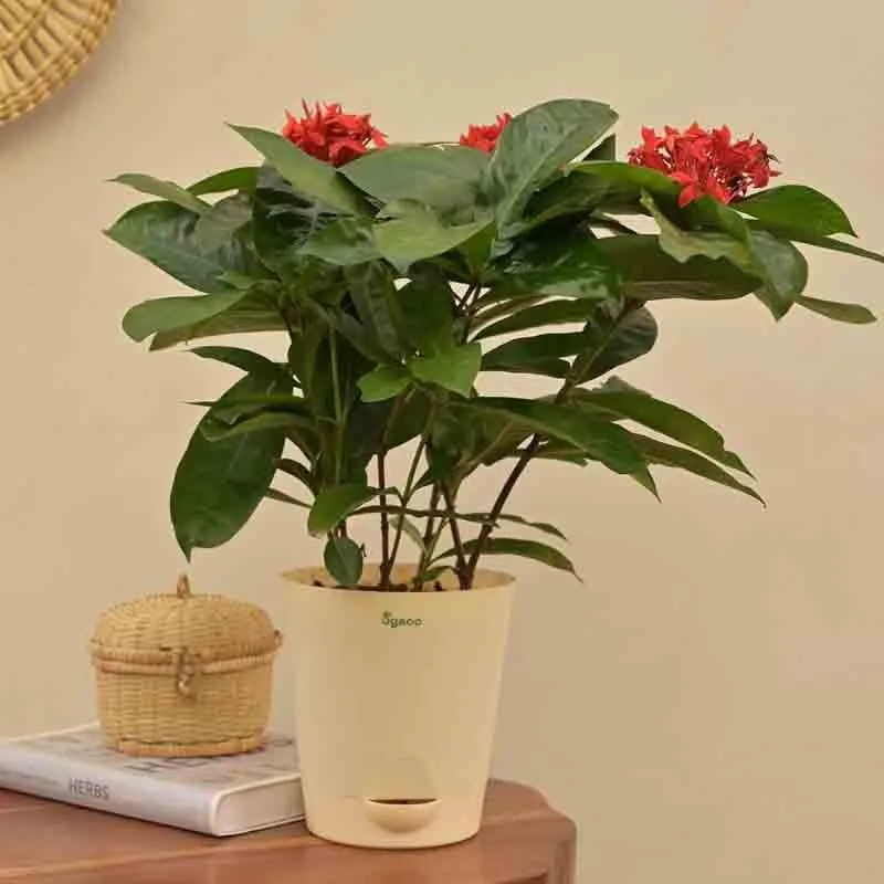 Ugaoo Ixora (Rugmini) Plant - Red media 6