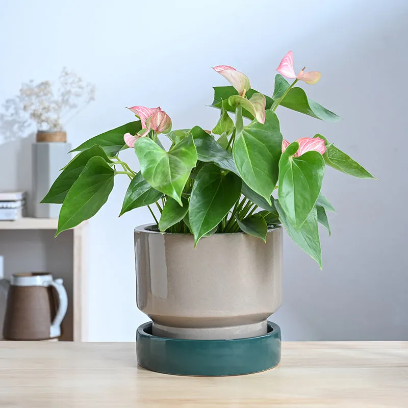 Ugaoo Pot-fection Ceramic Planter - Dark Green media 3