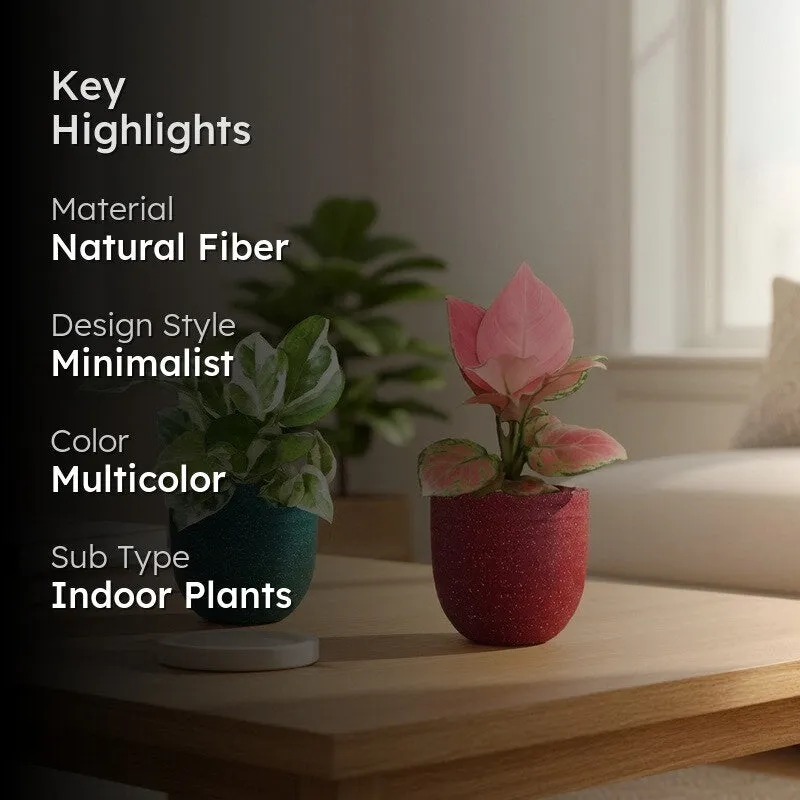 Greenkin Office Desk Live Plants - Set Of Two media 2