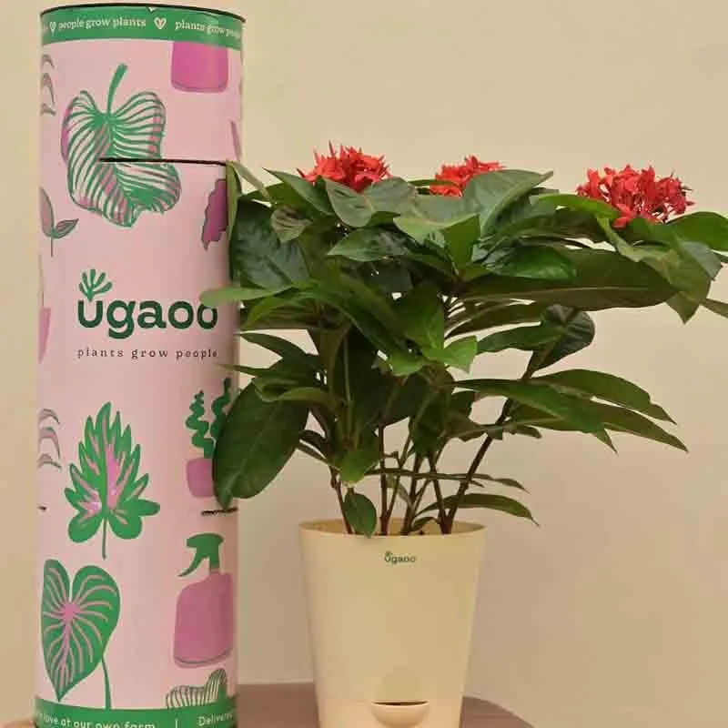 Ugaoo Ixora (Rugmini) Plant - Red media 1