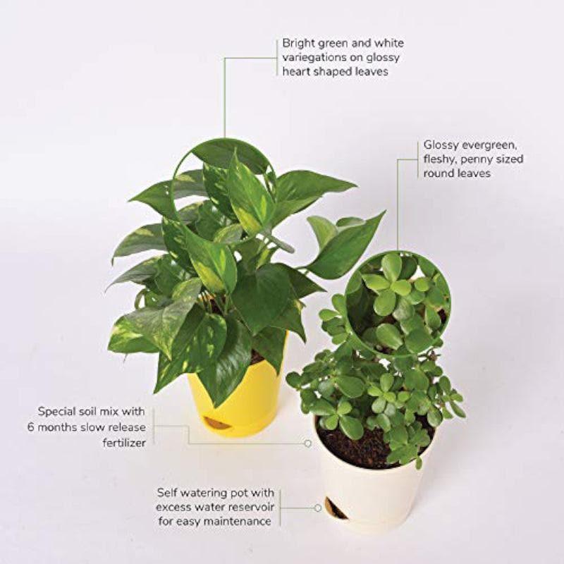 Ugaoo Jade & Variegated Money Indoor Plant With Pot - Set Of Two media 4