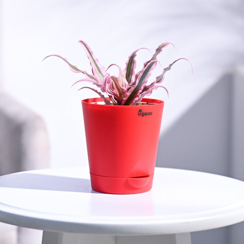 Live Plants
