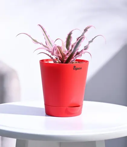 Live Plants