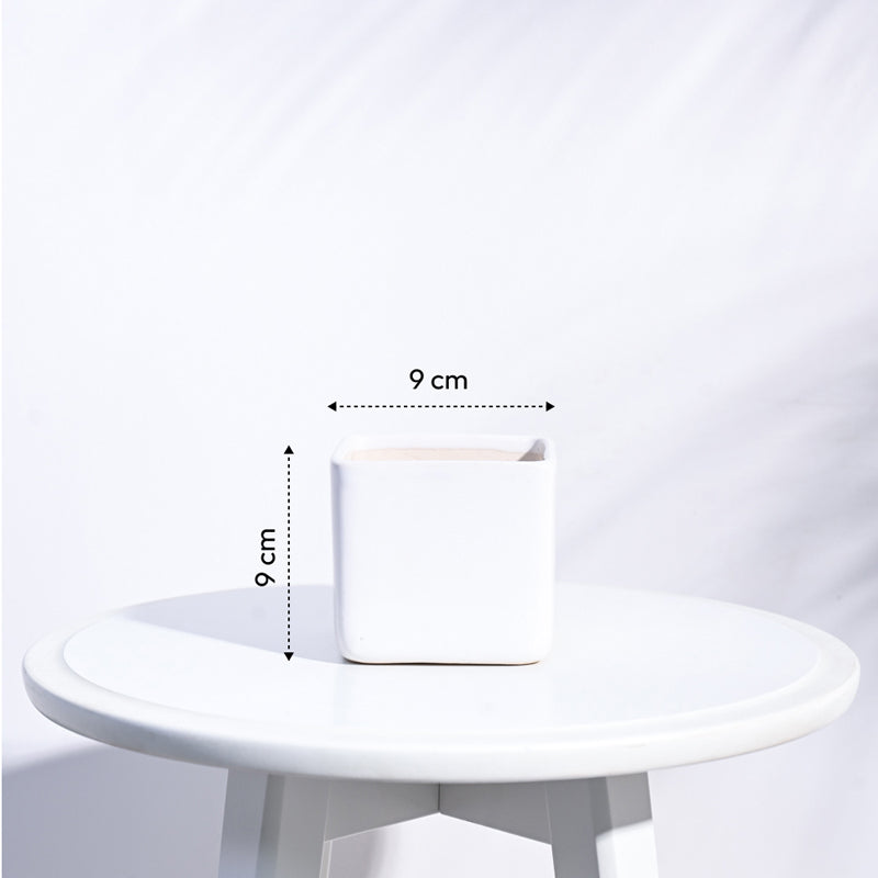 Ugaoo Square White Ceramic Pot media 6