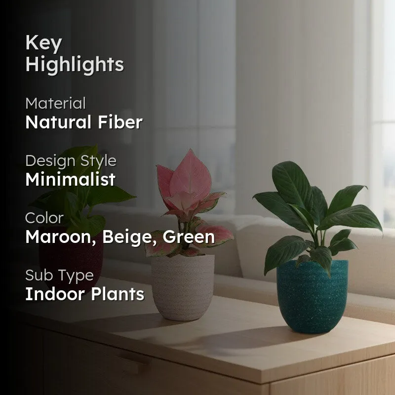 Greenkin Bedroom Live Plants - Set Of Three media 2