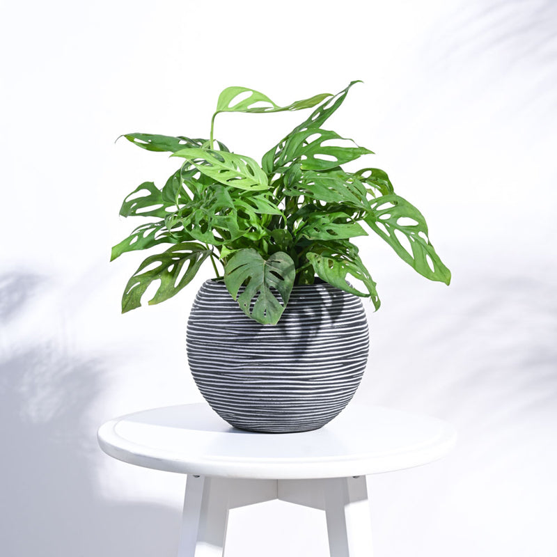 UGAOO Planter Vase Ball Rib - Black media 3