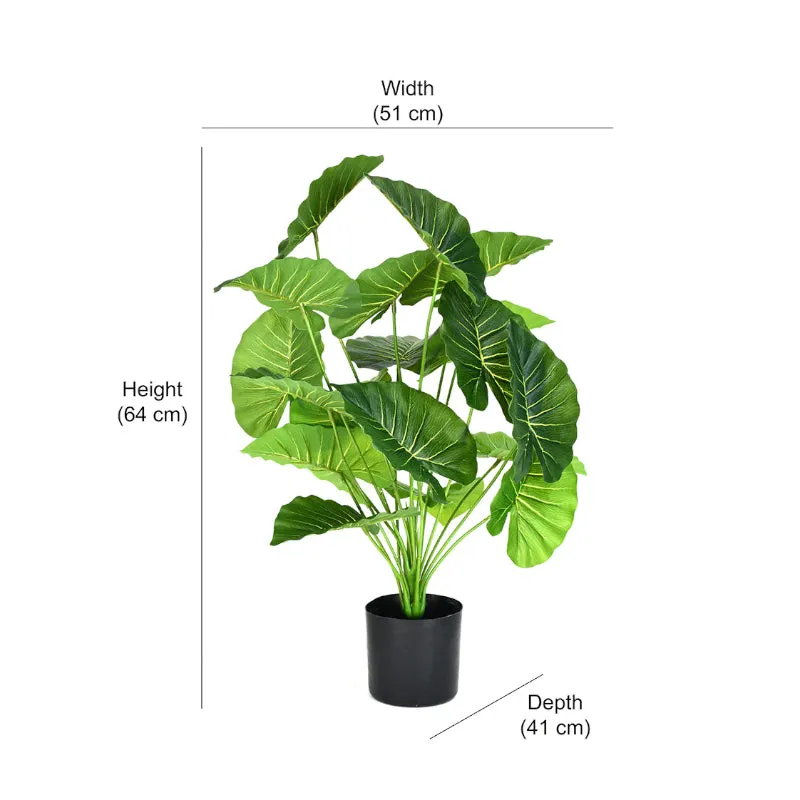 Faux Tropica Rubber Plant With Black Plastic Pot - 2.13 ft media 5
