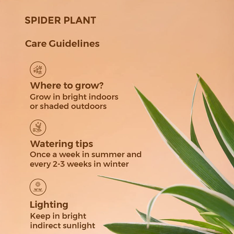 Kyari Spider Plant With Self Watering Pot - White media 7