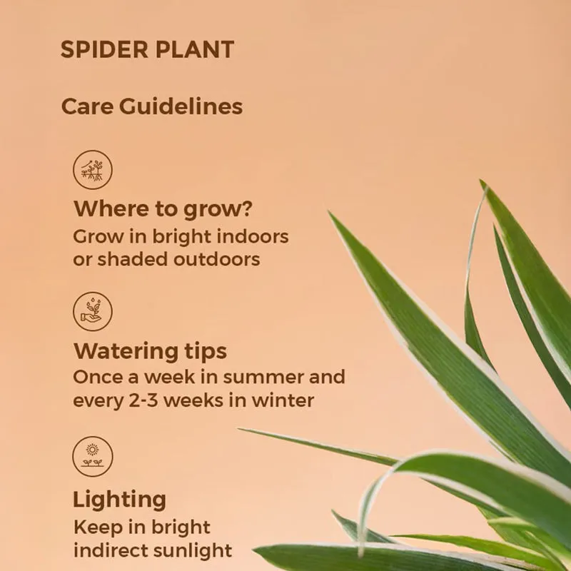 Kyari Spider Plant With Self Watering Pot - White media 7
