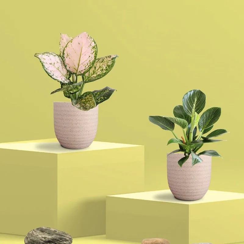 Greenkin Aglaonema Wishes & Birkin Live Plants (Ivory) - Set Of Two media 3